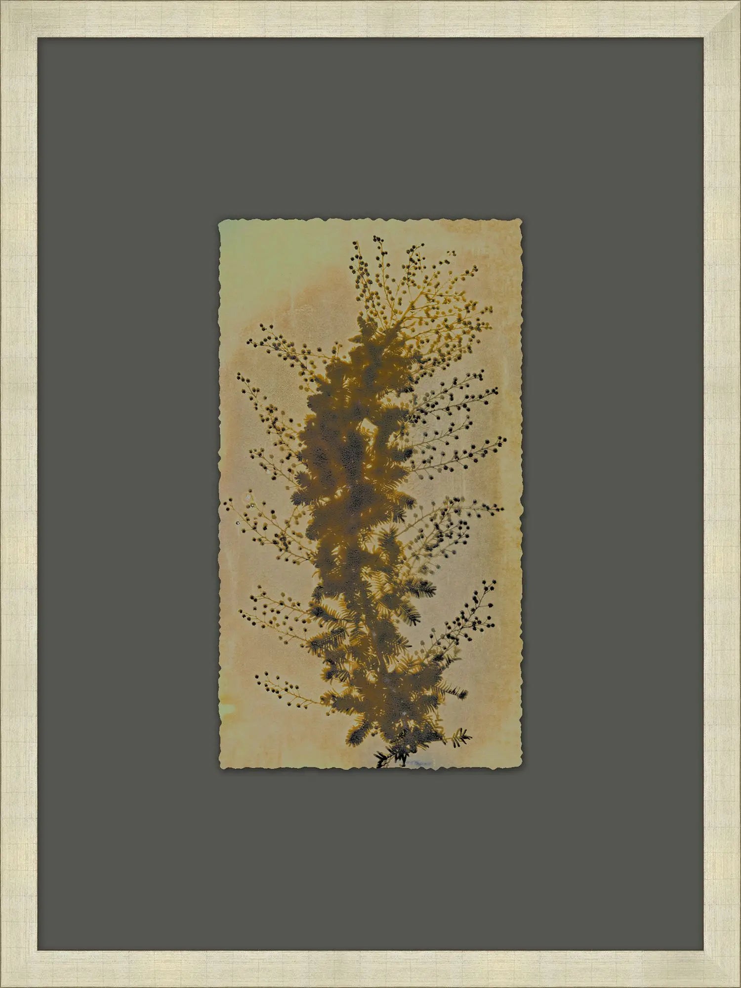 X-Ray Specimen: (24"W x 32"H)